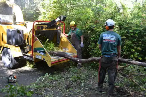 tree services Little Flock